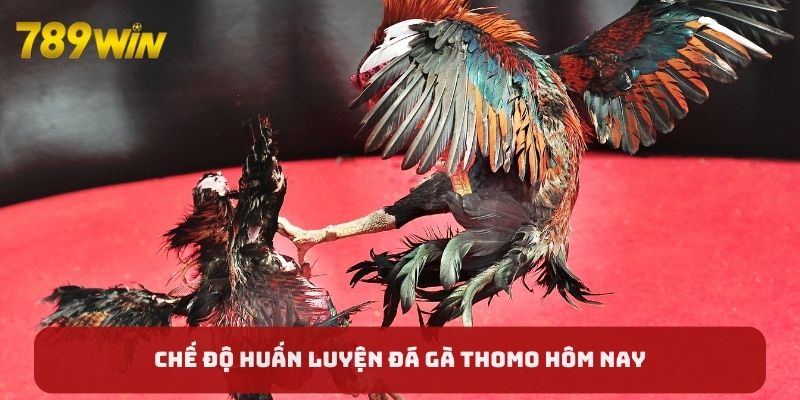 Chế độ huấn luyện đá gà Thomo hôm nay Chế độ huấn luyện đá gà Thomo hôm nay