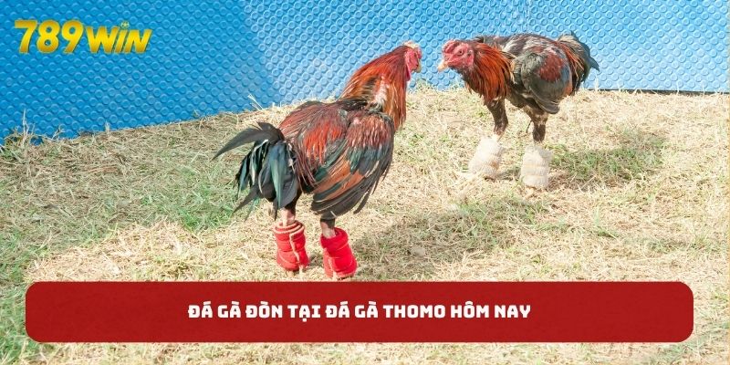 Đá gà đòn tại đá gà Thomo hôm nay Đá gà đòn tại đá gà Thomo hôm nay