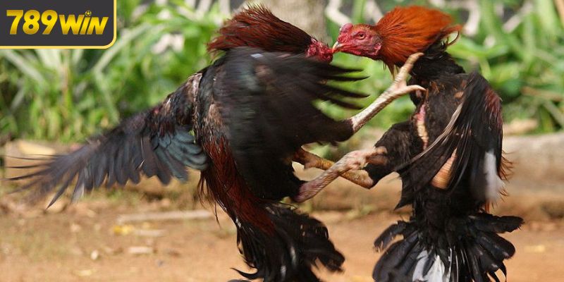 Đa dạng thể loại đá gà trực tiếp C1 Đa dạng thể loại đá gà trực tiếp C1