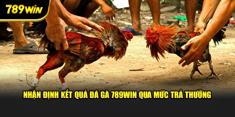 Nhận định kết quả đá gà 789WIN qua mức trả thưởng Nhận định kết quả đá gà 789WIN qua mức trả thưởng