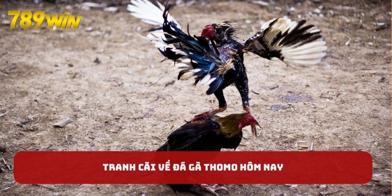 Tranh cãi về đá gà Thomo hôm nay Tranh cãi về đá gà Thomo hôm nay