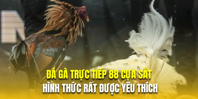 Đá gà trực tiếp 88 cựa sắt là hình thức rất được yêu thích Đá gà trực tiếp 88 cựa sắt là hình thức rất được yêu thích