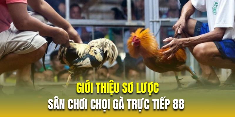 Giới thiệu sơ lược về sân chơi chọi gà trực tiếp 88 Giới thiệu sơ lược về sân chơi chọi gà trực tiếp 88